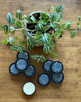 Eucalan Hand Balm